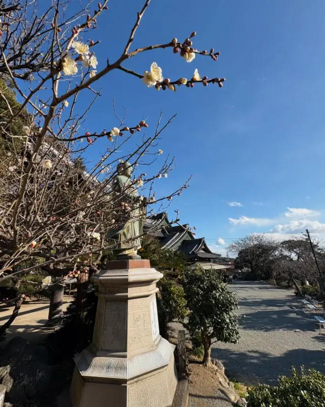 片瀬腰越輪番八ヶ寺①

龍口寺は江戸時代まで選任住職を置かず子院である片瀬腰越八ヶ寺（通称片瀬八ヶ寺）が輪番で維持していました。
八ヶ寺の山号は全て龍口山です。

片瀬腰越輪番八ヶ寺の春の訪れをシリーズでお伝えしておこうと思います。

まずは龍口寺の梅

この地はかつて刑場跡で、文永8年（1271年）9月12日に日蓮宗の開祖日蓮が処刑されそうになった。この事件を日蓮宗では龍ノ口法難と呼ぶ。
その後延元2年（建武4年、1337年）に日蓮の弟子、日法がこの地を「龍ノ口法難霊蹟」として敷皮堂という堂を建立し、自作の祖師像（日蓮像）と首敷皮を置いたのが龍口寺の始まりと伝わる。
なお本格的な寺としての格式を整えたのは津村の国人で日蓮宗の信奉篤い島村采女が慶長6年（1601年）に土地を寄進して以来の事とされている。 
（龍口寺公式ホームページより）

常立寺　服部

#龍口寺 
#湘南
#片瀬 
#腰越 
#片瀬輪番八ヶ寺
#梅
#春の訪れ