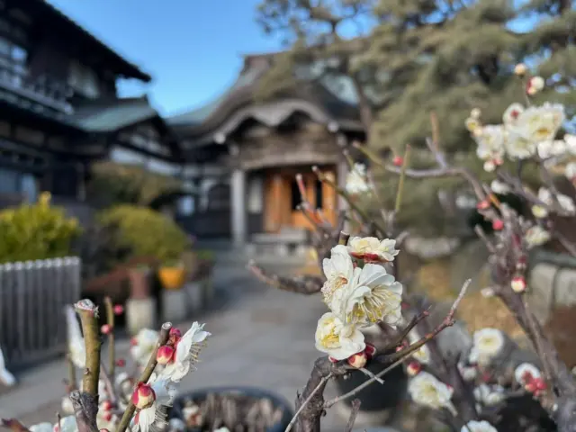 片瀬腰越輪番八ヶ寺③

本龍寺の梅
蓮で有名なお寺ですが梅も可愛いですよ

今を遡ること720年、鎌倉時代の末、乾元元年（１３０２）に宗祖日蓮聖人の孫弟子にあたる九老僧妙音坊日行聖人により、霊跡本山比企谷妙本寺の末寺として宗祖龍口法難の霊跡「龍口刑場」を慶讃護持する為に建立されました。
​
お釈迦さまを仰ぎ、日蓮聖人を宗祖とし、『法華経』を拠り所にお題目「南無妙法蓮華経」をお唱えし、人を敬い、今を大切に生きることを是とする身延山久遠寺を総本山とする日蓮宗のお寺です。
開創当初は「與蓮山本龍寺」といいましたが、明治１９年（１８８６）まで長き間、住職不在の「龍口刑場」の霊場である霊跡本山片瀬龍口寺を近隣八ヶ寺にて輪番護持していたことから、輪番制が解かれるのを機に山号を「龍口山」に改め、今日に至ります。
​​開創より720年、海街腰越に根付き、仏さまの教え、日蓮聖人の教えを伝えるお寺です。
（本龍寺ホームページより）

文責　常立寺　服部

#片瀬輪番八ヶ寺
#湘南
#腰越
#本龍寺
#日蓮宗