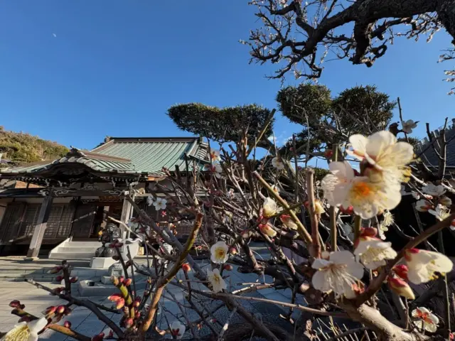 片瀬腰越輪番八ヶ寺④

腰越妙典寺の白梅

小道を抜けていくと
可愛い白梅と大黒様が優しく迎えてくれますよ

龍口山妙典寺（りゅうこうざん みょうでんじ）は延慶元年（1308）4月、中老僧 美濃阿闍梨天目上人によって開かれたお寺で、鎌倉比企谷妙本寺の末寺です。明治19年、「太政官布達」により片瀬・霊跡本山龍口寺に貫首制度が定められるまで、片瀬八ヶ寺の一寺として龍口寺住職を輪番しておりました。
元和8年（1614）の「妙本寺客殿建立走舞真俗交名札銘」、また延宝2年（1674）の徳川光圀著「鎌倉日記」などには片瀬妙伝寺と記されていたことから、当初は妙伝寺と称していたようです。
谷の奥深くにあったことから通称「腰越の谷戸寺」と呼ばれ、堂内には本尊・諸尊の他に池上宗仲作の開山天目像をお祀りしております。
（妙典寺ホームページより）

文責　常立寺服部

#日蓮宗
#妙典寺
#腰越
#湘南
#片瀬輪番八ヶ寺
