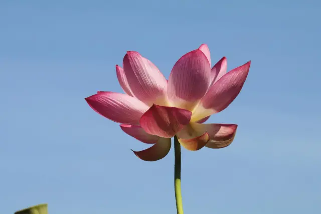 鎌倉のはずれにある腰越の本龍寺ではハスの花が見頃です 「蓮華と申す花はかかるいみじき徳ある花にて候へば」 と日蓮聖人の言葉にあるように ハスには見習うべき優れた徳を具えるといいます 一つの茎に一つの花 欲張らない姿勢もそのハスが示す教えの一つです 管区内では、 鎌倉小町の本覚寺さま 片瀬の常立寺さま 腰越の妙典寺さま 藤沢の隆昌院さま 茅ヶ崎の信隆寺さま などの境内にハスの鉢があったと思います 時期は株や立地のよってまちまちです ぜひぜひお参りを （本龍寺　玄晶）
