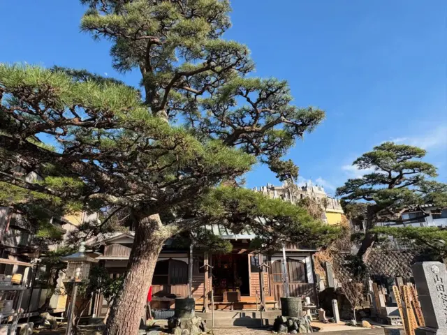 片瀬腰越輪番八ヶ寺⑤ 本成寺の黒龍松 こちらの松には黒龍が宿り 本成寺と法華経の行者を守護していると 言い伝えられています ぜひ一度お参りください 気さくな住職が笑顔で迎えてくれるはずです 龍口山　本成寺 日蓮の淡路阿闍梨日賢が延慶二年(1309)に開山 龍口寺輪番八ヵ寺の一つ 文責　常立寺服部 #本成寺 #日蓮宗 #腰越 #黒龍