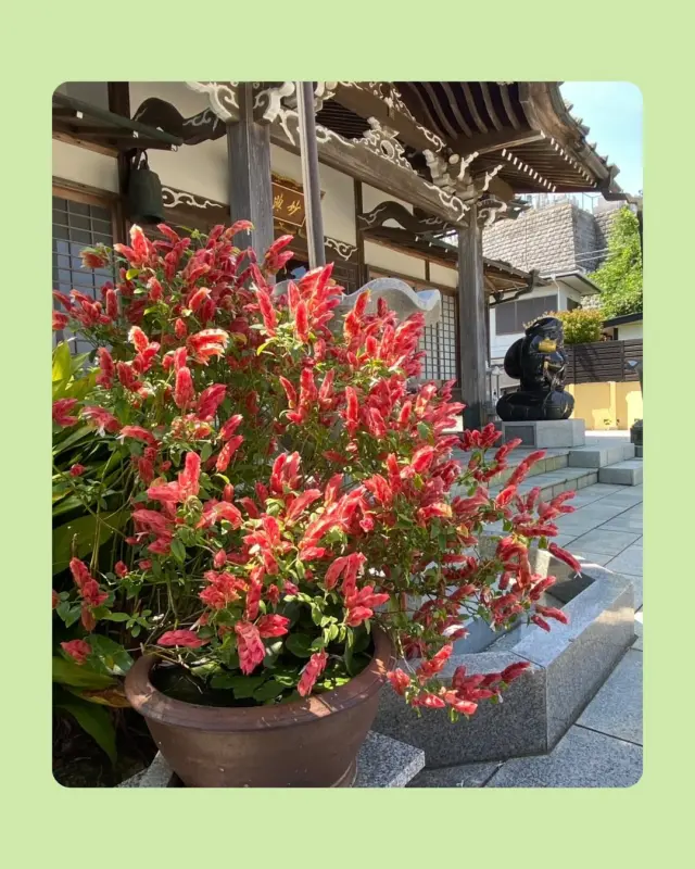 寺庭婦人会　鈴木です。

役員幹事メンバー　それぞれの

6月・7月　境内の花

#日蓮宗#いのちに合掌
#法華経#日蓮聖人
#神奈川#湘南
#鎌倉#妙典寺#コエビソウ#ハス
#安国論寺#ヤマユリ#オニユリ
#三浦#延寿寺#カンナ#サルスベリ
#寒川#万部寺#アガパンサス#ツルバキア
#ヒメヒオウギズイセン
#パイナップルリリー#ホトトギス#ミソハギ
#オステオスペルマム