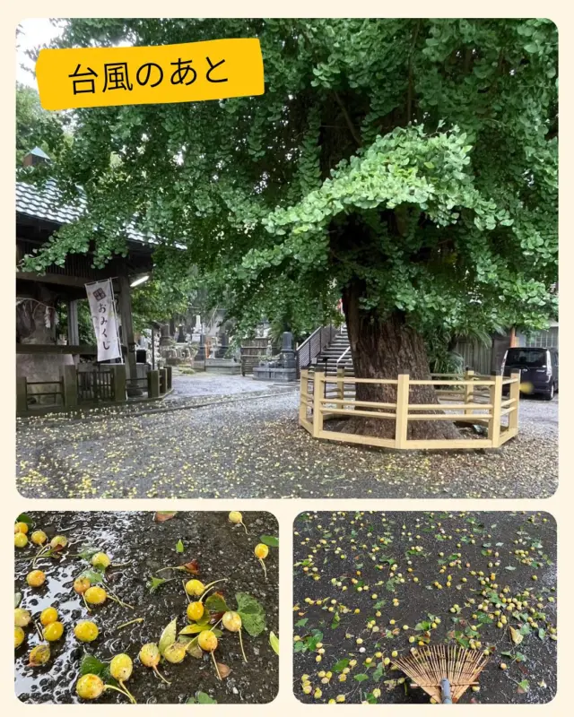 寺庭婦人会　鈴木です。

9月
台風
お彼岸
お会式
：
寺庭婦人たちも活躍しました。

#日蓮宗#いのちに合掌#法華経#日蓮聖人
#三浦#延寿寺
#寒川#万部寺
#鎌倉#安国論寺
#逗子#法勝寺
#海老名#妙元寺
#葉山#本立寺
#ぎんなん#ヒガンバナ#ハギ
#ススキ#カンナ#キルタンサス#ヤブラン
#ホトトギス#ミソハギ#タマスダレ
#アマガエル#シオカラトンボ
#寺庭婦人会#寺庭婦人